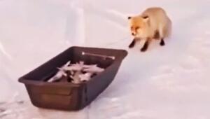 Dreister Diebstahl: Fuchs will Schlitten voller Fische klauen