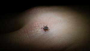 RKI: Neue FSME-Risikogebiete in Sachsen und Sachsen-Anhalt