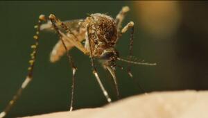 Fiese Plagegeister: Feuchter Sommer fördert Mücken
