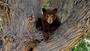 Ein junger Schwarzbär