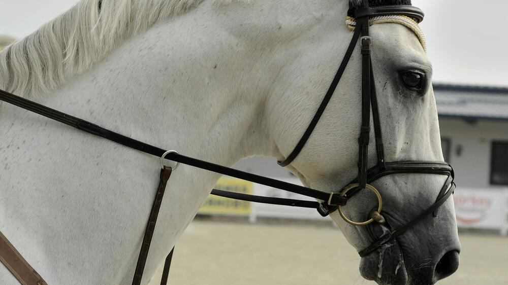 Jedes Pferd ist eine Bereicherung