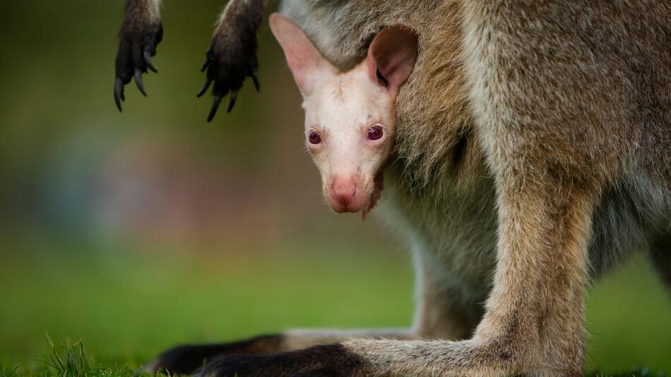 Albino-Wallaby Olaf in Australien