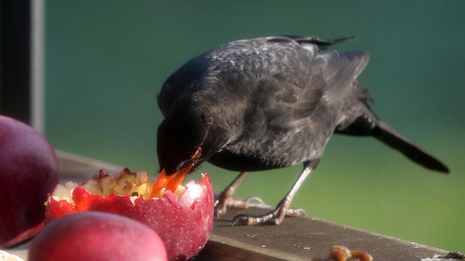 Vogelfütterung im Winter: Amseln fressen gerne Äpfel