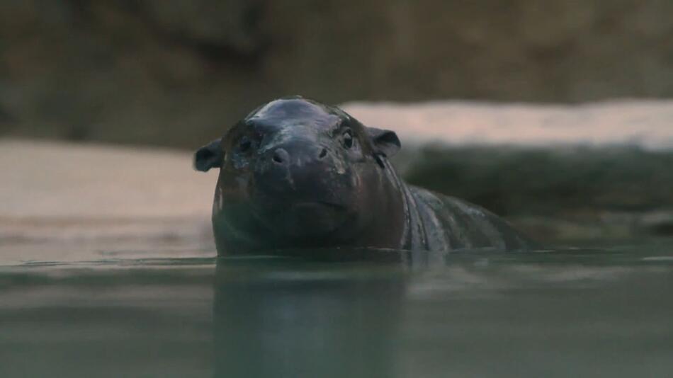 Heiß begehrter Job: Mini-Hippo Toni hat einen neuen Tierpfleger