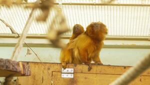 Nachwuchs im Tierpark Chemnitz: Goldgelbe Löwenäffchen geboren