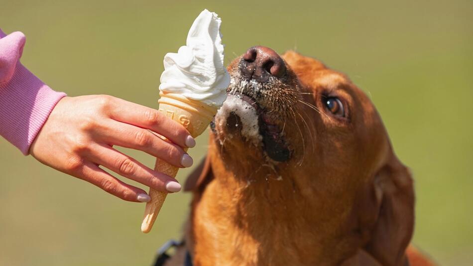 Ausgewachsene Hunde sind laktoseintolerant.
