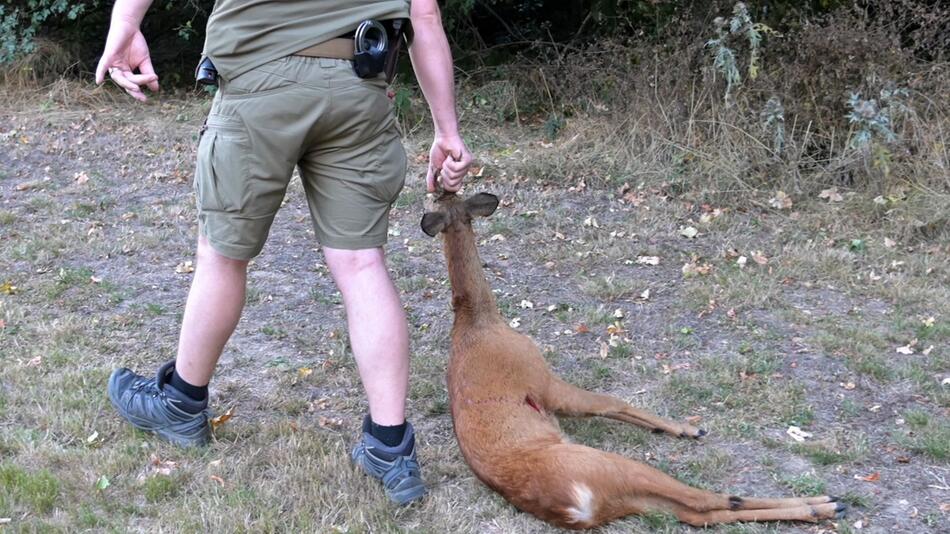 Jäger erschießt aggressiven Rehbock