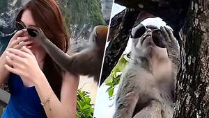 Wilde Mode: Frecher Affe stiehlt Touristin die Sonnenbrille