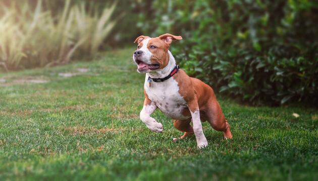 American Staffordshire Terrier