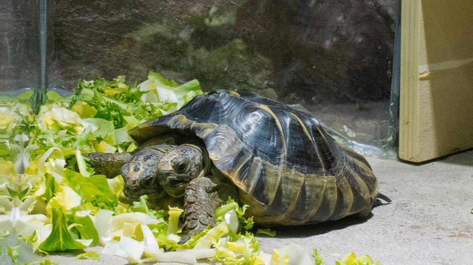 Zweiköpfige Schildkröte Janus wird 20