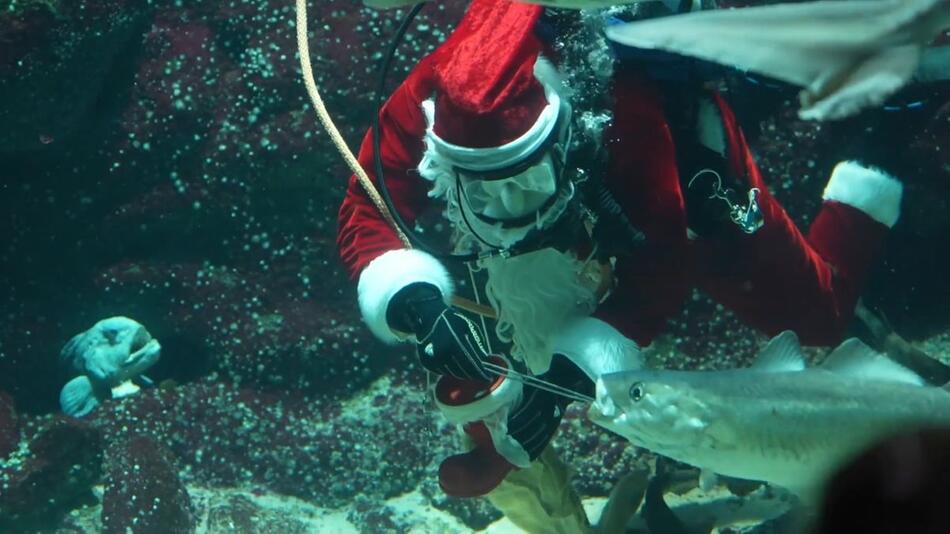 Tönning: Bescherung im Aquarium - Der Nikolaus taucht zu den Fischen ab