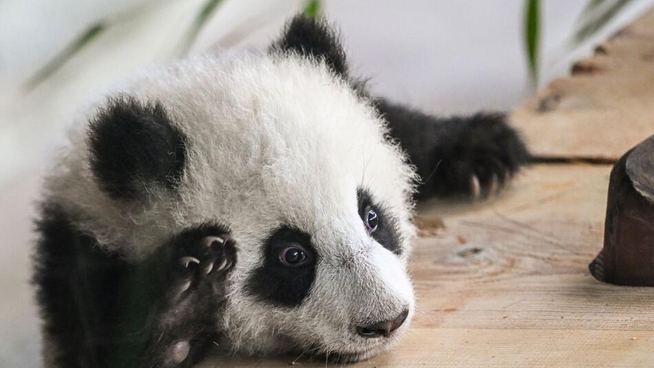 Zoo Berlin ist wieder geöffnet