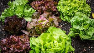 Frisches für den Garten: Was du im Juli noch aussäen kannst