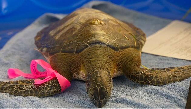 Meeresschildkröten im Kälteschock: 550 Reptilien in Texas gerettet