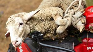 Schaf bei Nachlöscharbeiten in Waldschaff