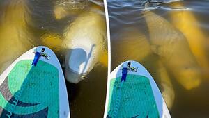 Neugierige Besucher: Belugawale erkunden Paddleboard in Kanada