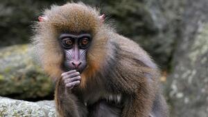 junger Mandrill