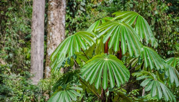 Regenwald in Nigeria