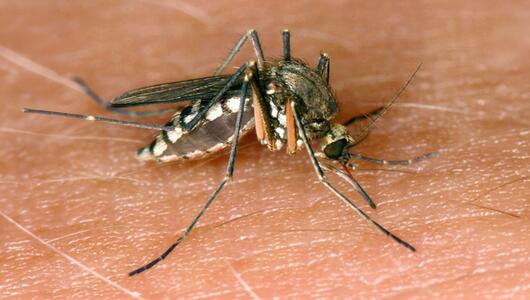 26 Infektionen mit West-Nil-Virus in Deutschland