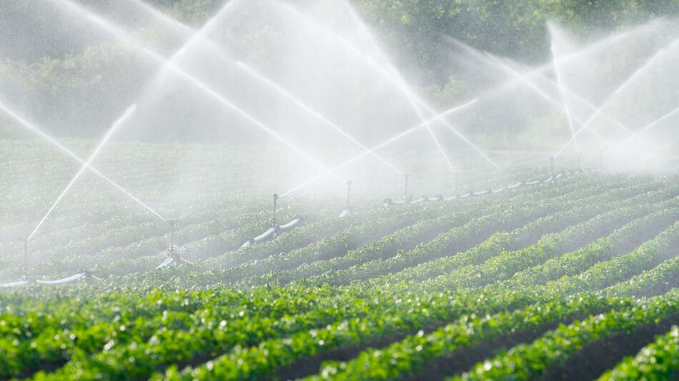 Wasser sparen: Weniger Fleisch und mehr Obst aus der Region