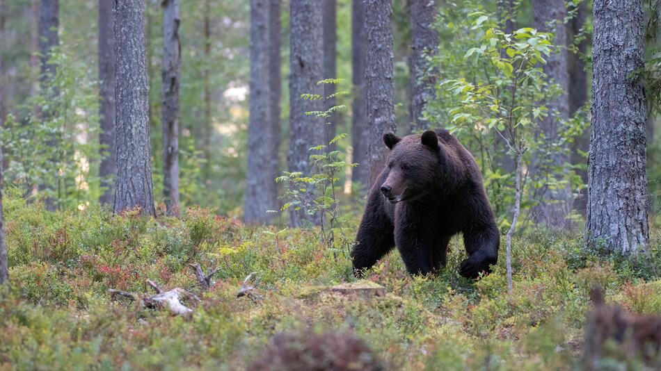 Braunbär