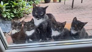 Katze Mäuschen mit ihren Jungen