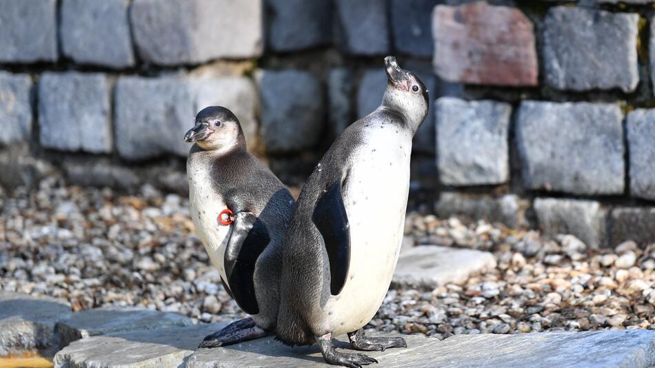 Pinguin, Mannheim