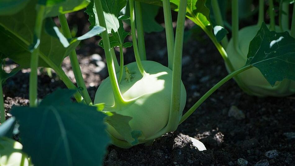 Kohlrabi pflanzen