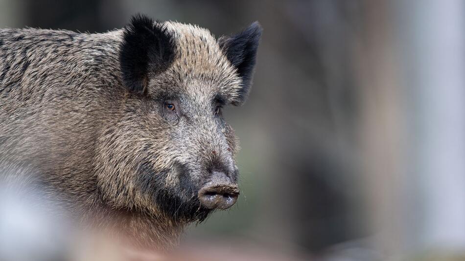 In Hessen wurde wieder mehr Wild erlegt