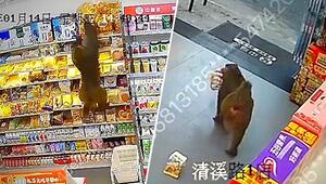 Dreister Raubzug: Affe überfällt Laden und hält Angestellte zum Narren