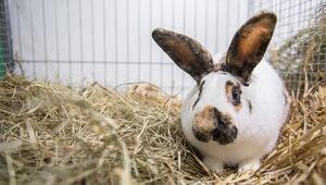 Ein Kaninchen auf Stroh im Käfig