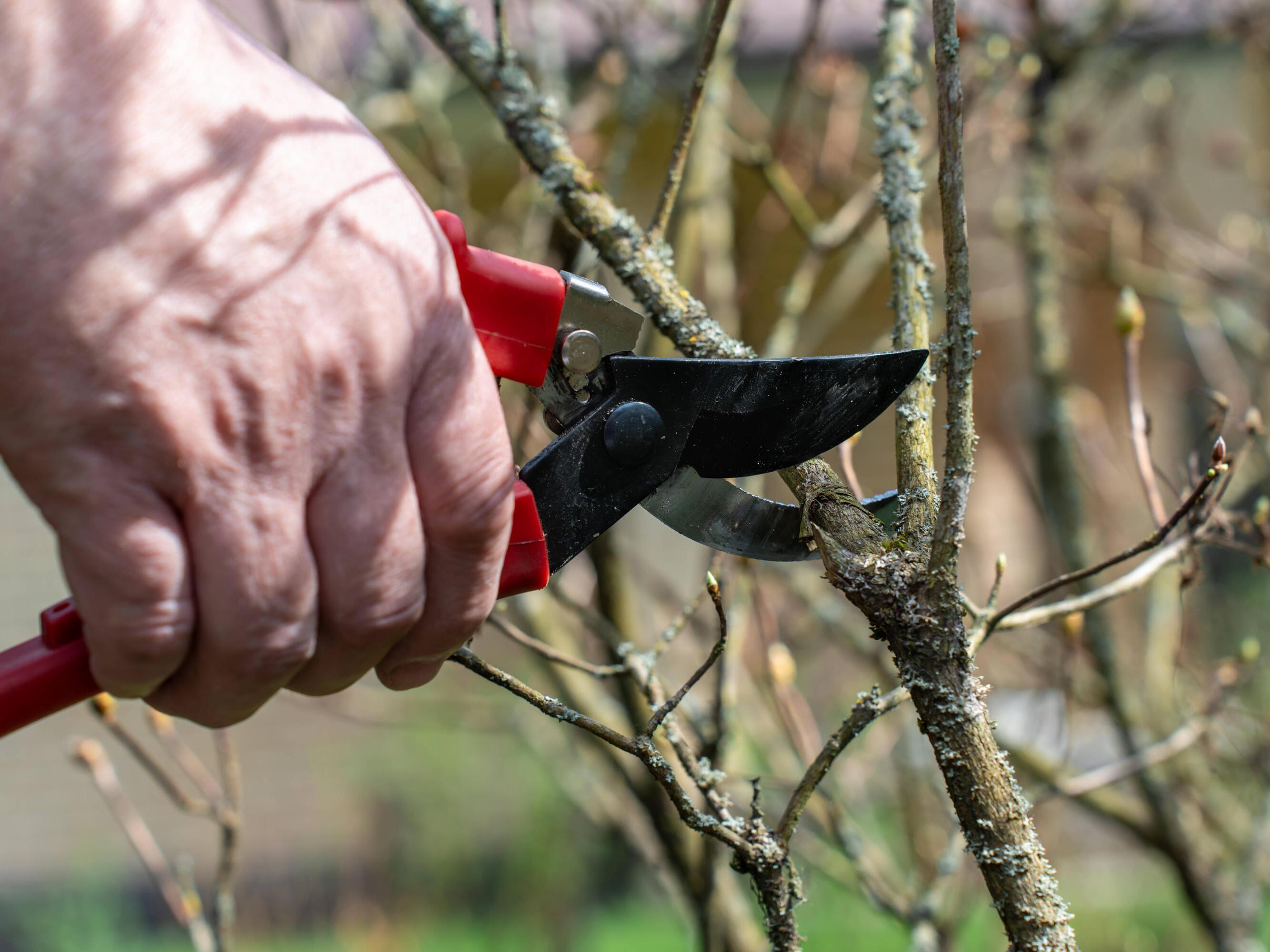 Gartenpflege im Herbst: Diese Pflanzen unbedingt zurckschneiden | WEB.DE