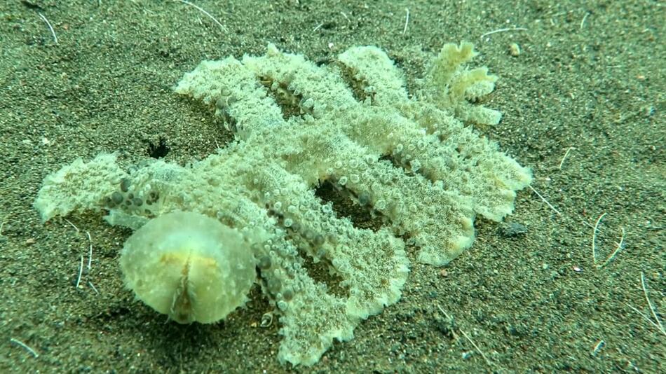 Aliens Bali Außeriridische Meer Wasser Nacktschnecke