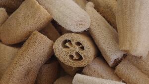 luffa gurke