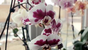 Der perfekte Standort für Orchideen – was Sie wissen sollten