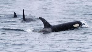 Orcas schwimmen vor der Halbinsel Shiretoko