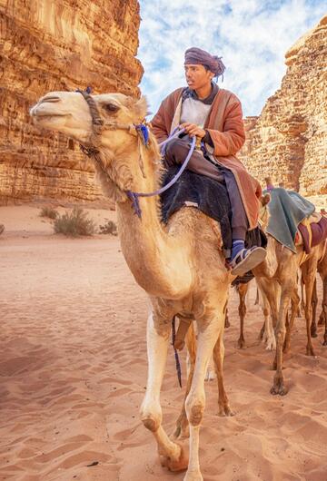 Kamele reiten durch die Wüste Jordaniens