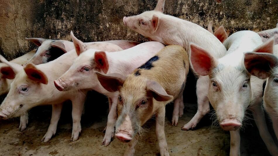 Koalitionsvertrag: Kaum Fortschritt im Tierschutz.