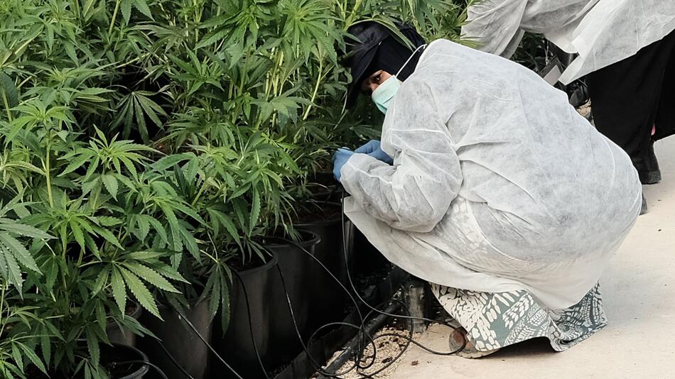 Cannabis in Israel