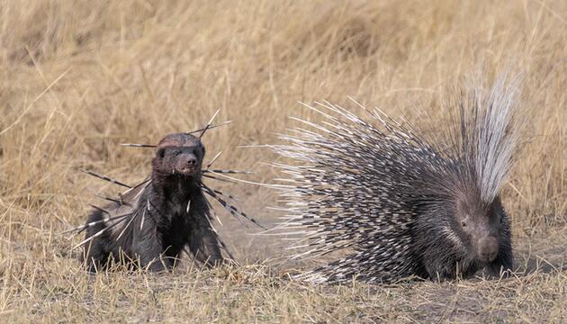 Wildlife Photographer of the Year