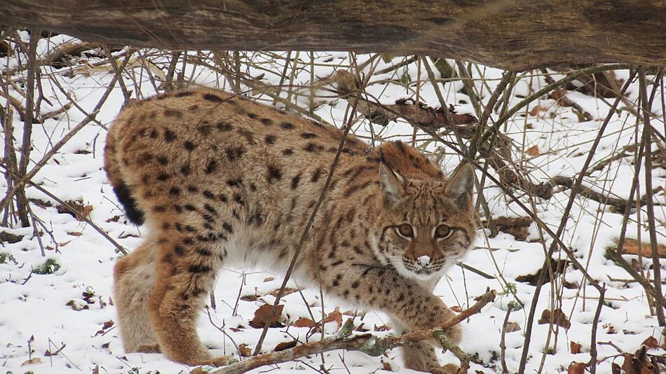 Luchs Janus