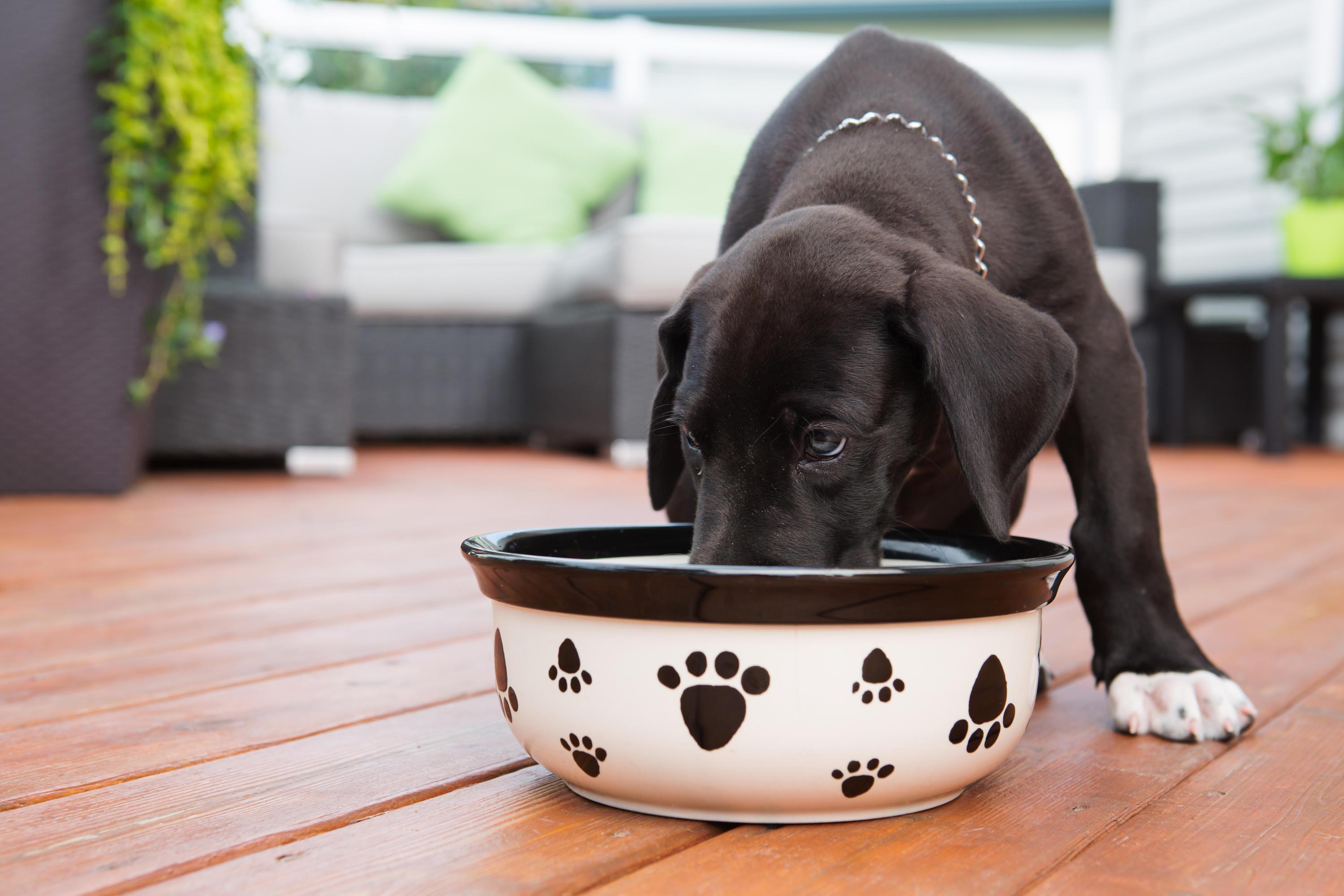 Rckruf: Kunststoffsplitter in Hundefutter entdeckt