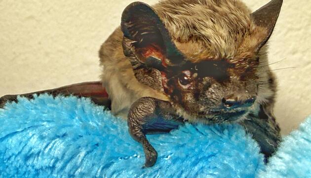 Zweifarbfledermaus "Zollivia" überwintert bei Tierschutzverein