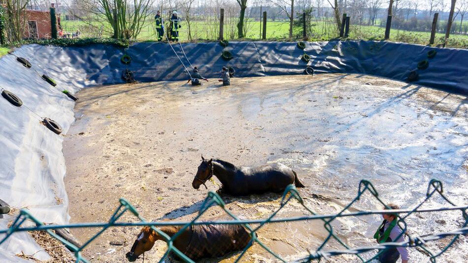 Zwei Pferde stürzten in Güllegrube