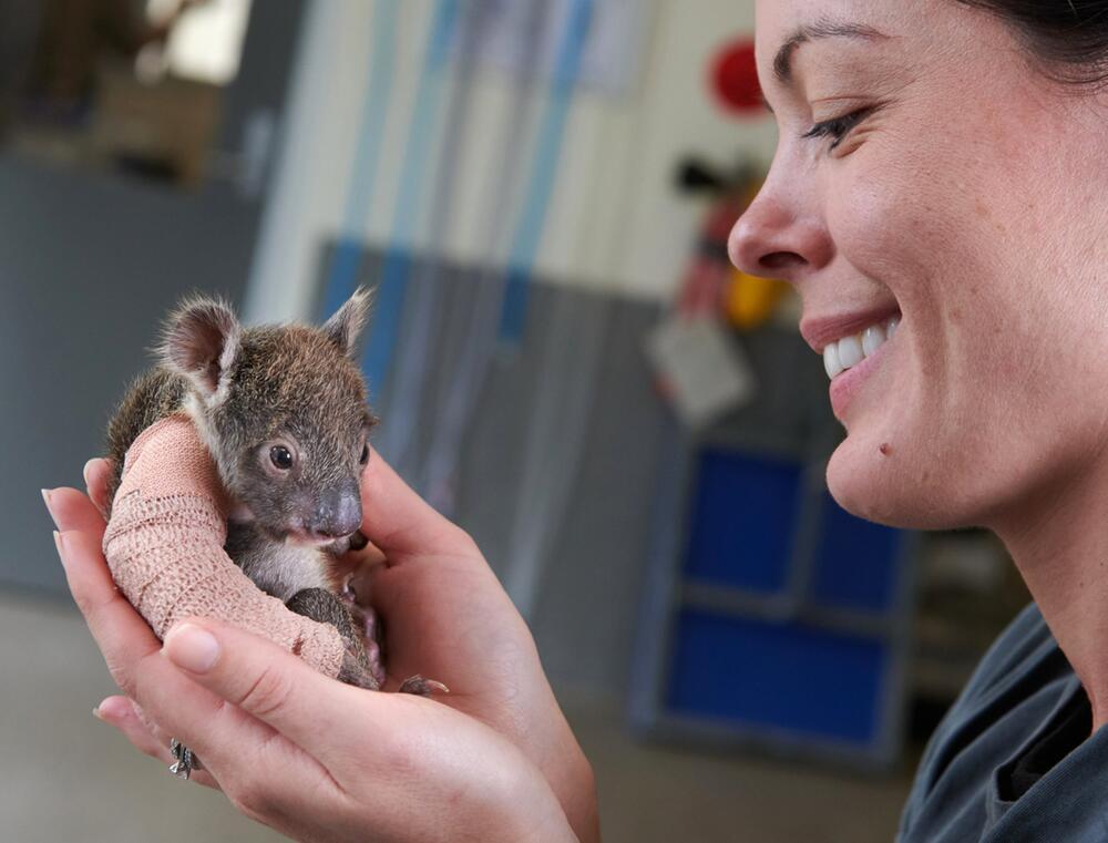 Koalababy bekommt Gips und Pflegemutter