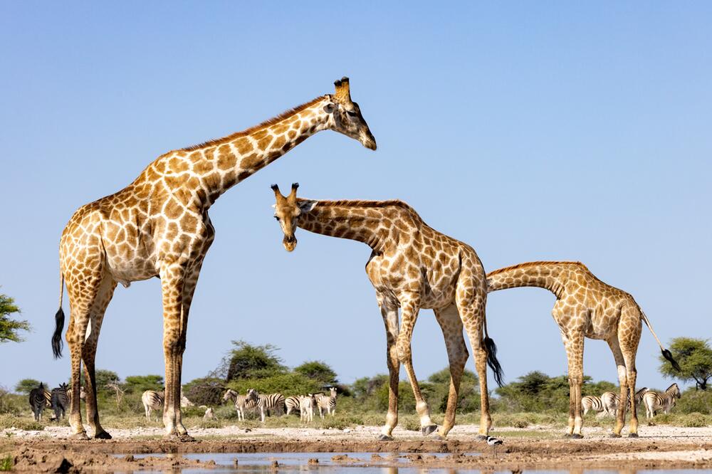giraffen.jpg