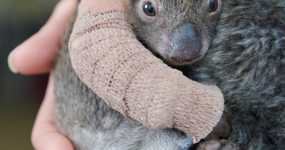 Zoo in Australien päppelt Koala-Baby mit gebrochenem Arm auf | WEB.DE