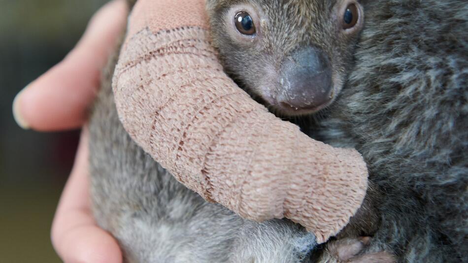 Koalababy bekommt Gips und Pflegemutter