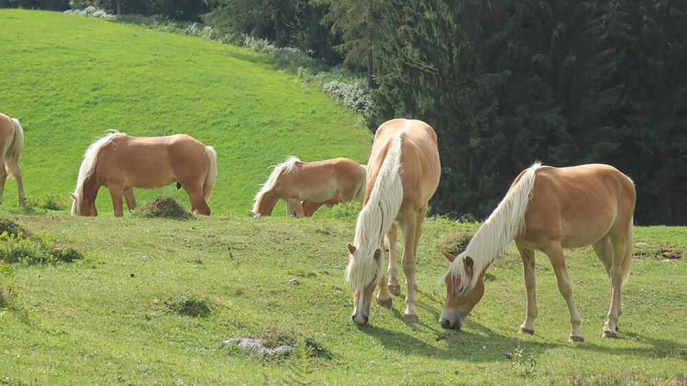 Jedes Pferd kann ein Sommerekzem bekommen.