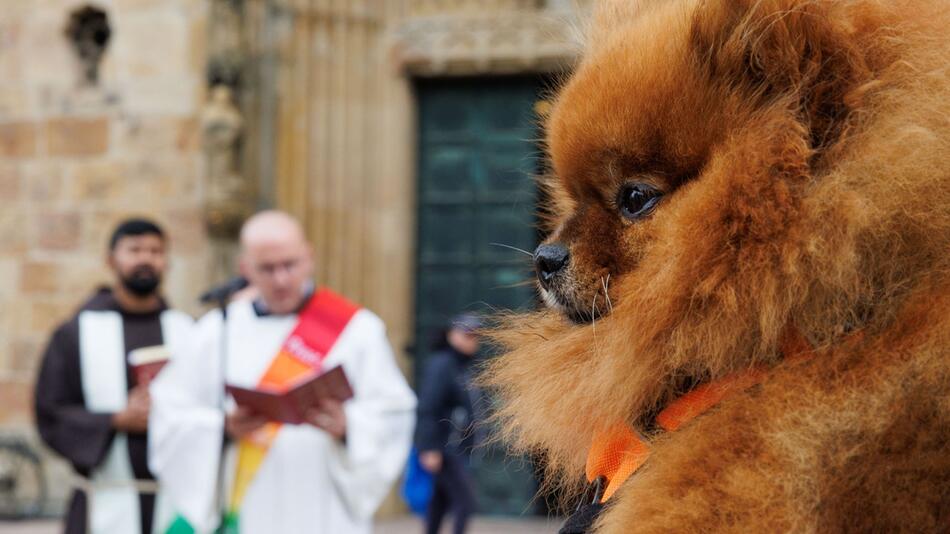 Tiersegnung vor dem Osnabrücker Dom